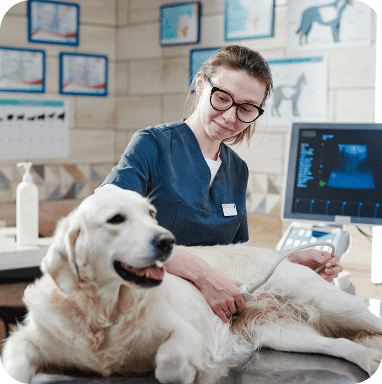 A veterinarian examining a dog's belly
